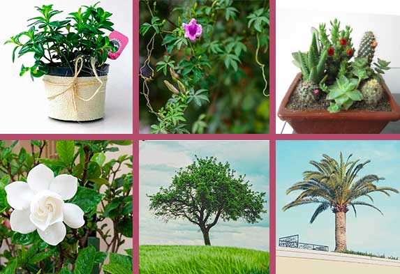 Tipos de plantas ornamentales según su hábito. (izquierda arriba) hierba; (centro arriba) planta enredadera o trepadora; (derecha arriba) cactus y suculentas; (izquierda abajo) arbusto; (centro abajo) Árbol; (Derecha abajo) Palma.